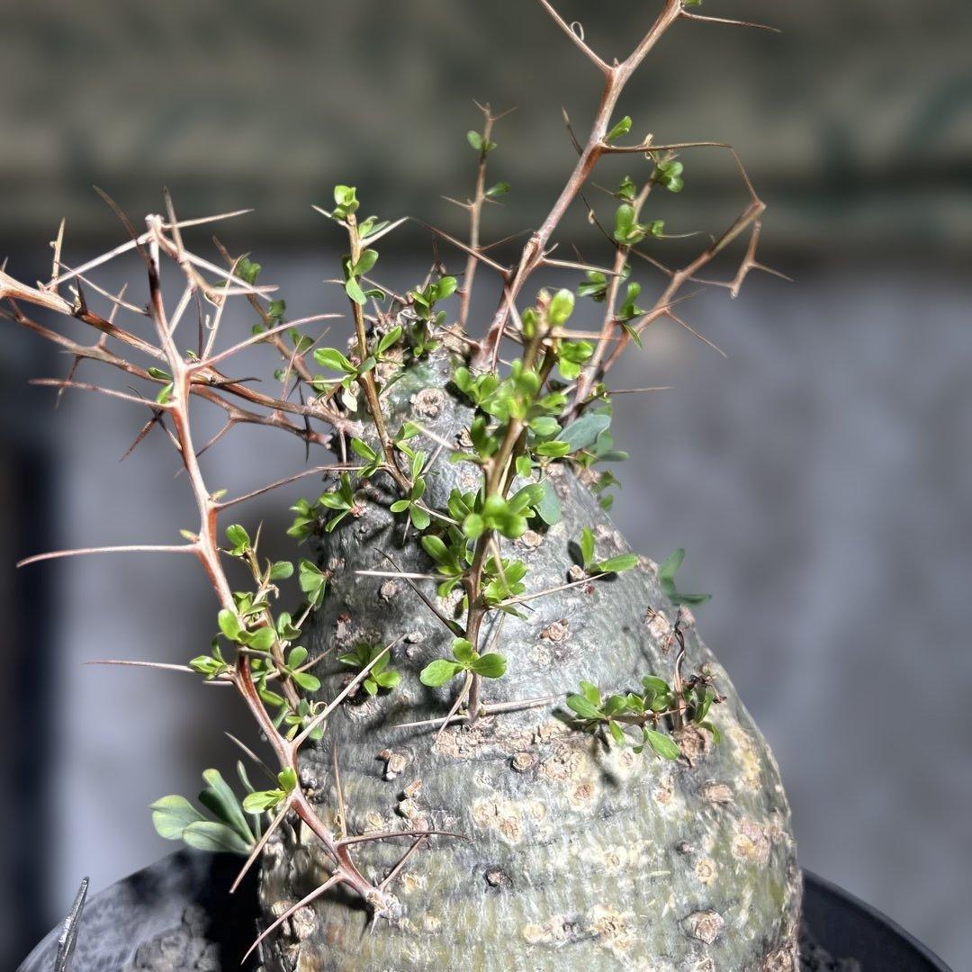 その他観葉植物 Foquieria columnnaris