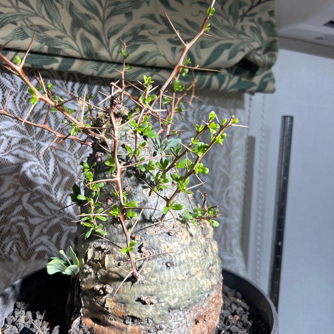 その他観葉植物 Foquieria columnnaris