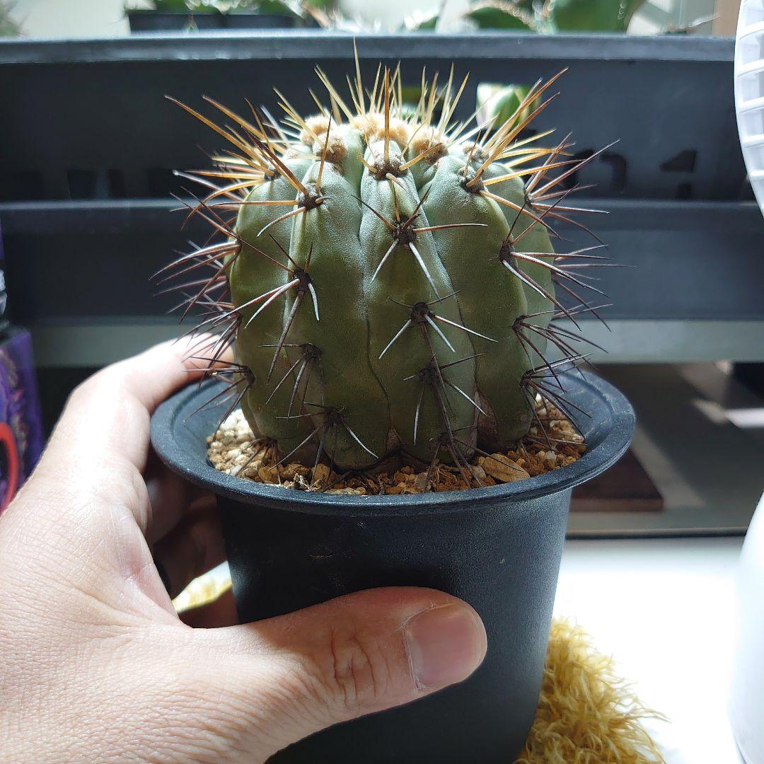 【良型！】逆鱗丸 コピアポア ハセルトニアナ