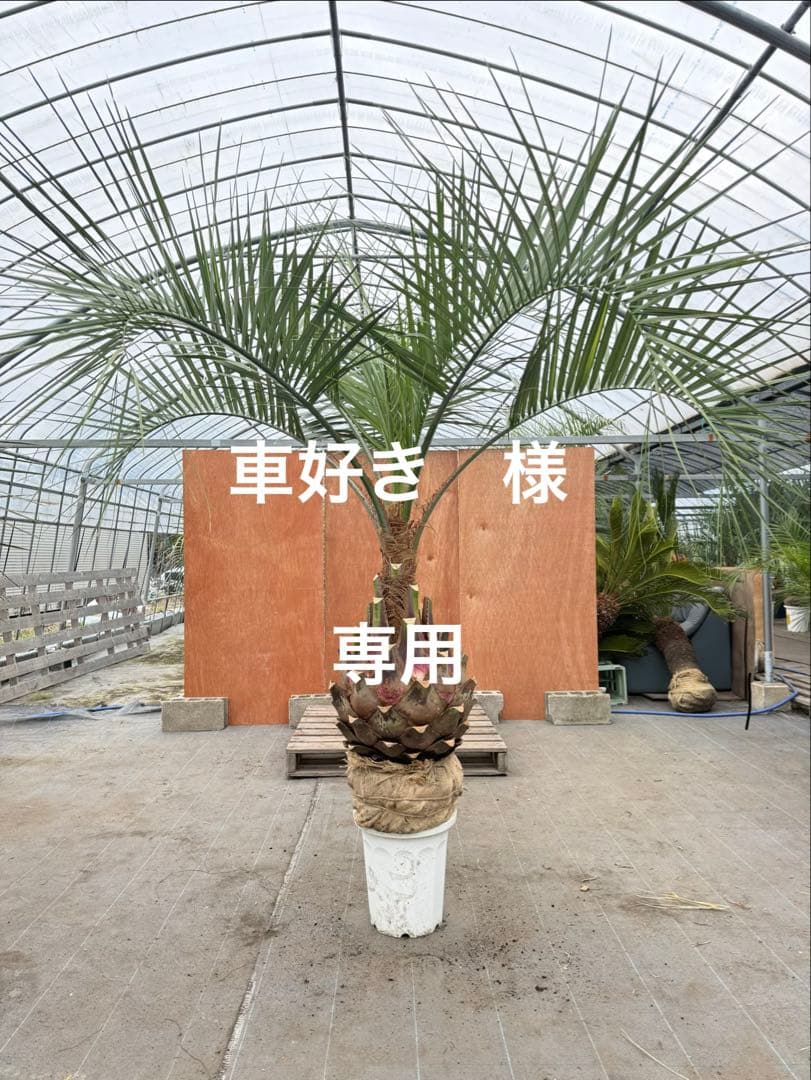 お客　車好き様