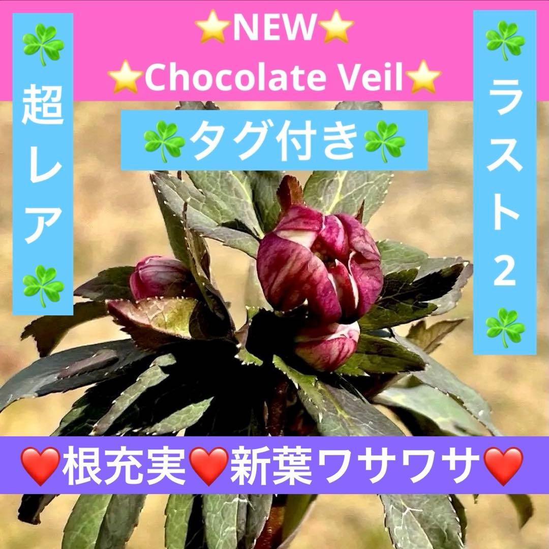 ち*ん様 ☘️ラスト2☘️タグ付き☘️新葉ワサワサ3279⭐️NEW⭐️Choc