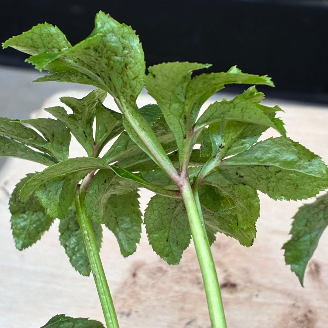 ち*ん様 ☘️ラスト2☘️タグ付き☘️新葉ワサワサ3279⭐️NEW⭐️Choc