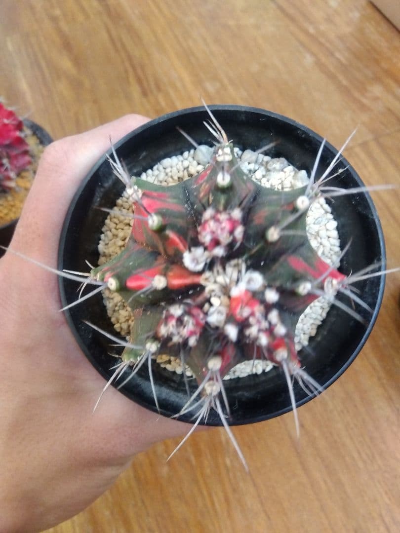 サボテン　緋牡丹錦　接木　4鉢セット❗　特価❗　②