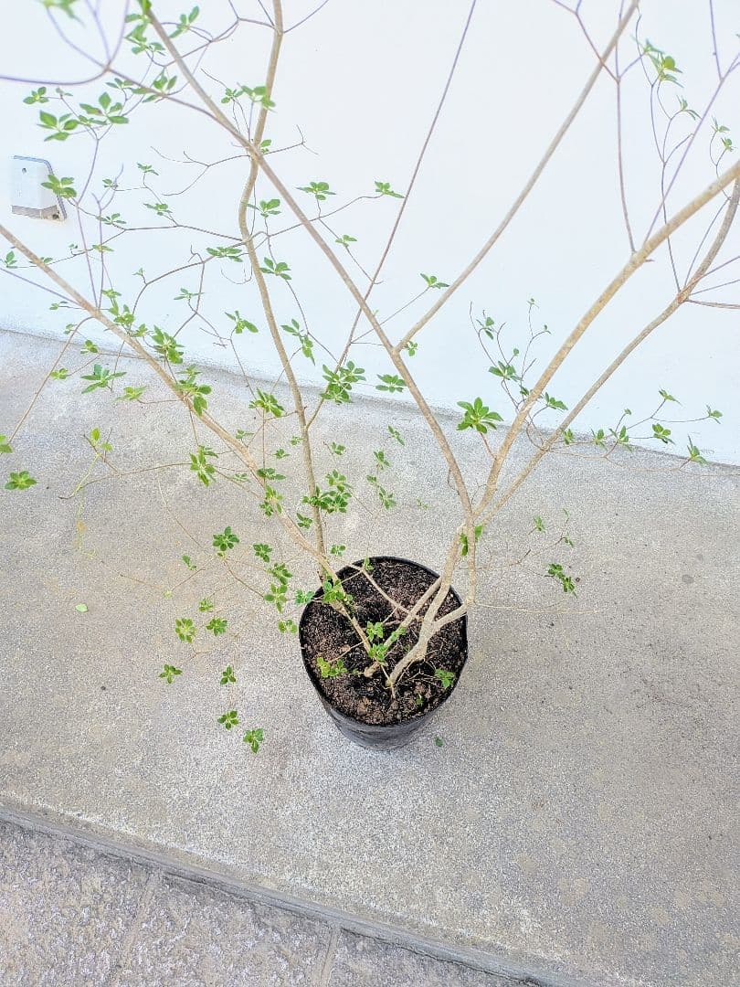 絶品。山採りドウダンツツジ。