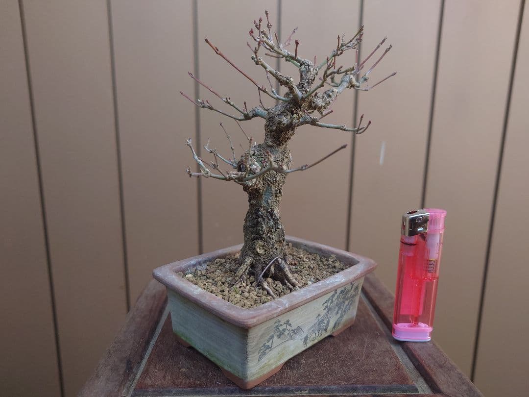 盆栽　荒皮もみじ　樹高14cm