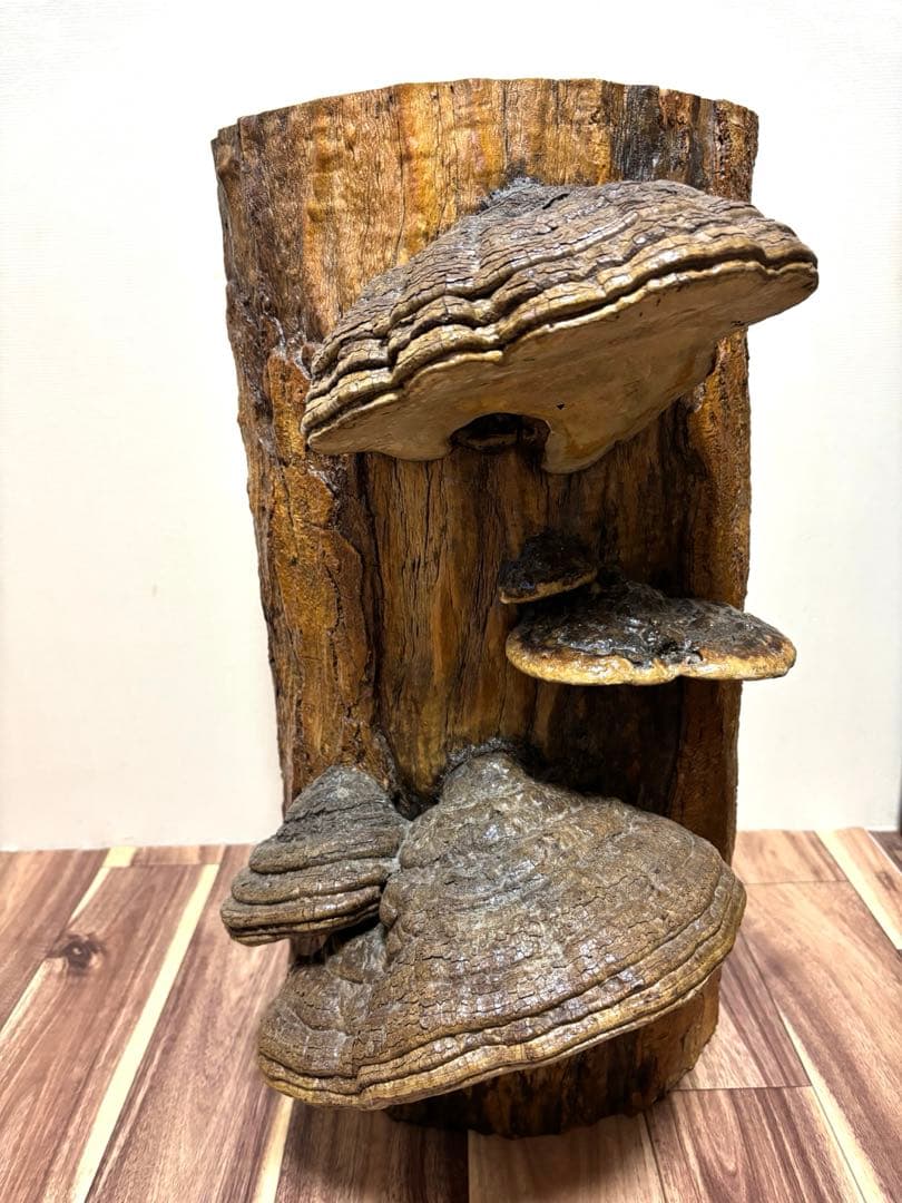 天然木 サルノコシカケ風 オブジェ 置物 大型 木製キノコ インテリア