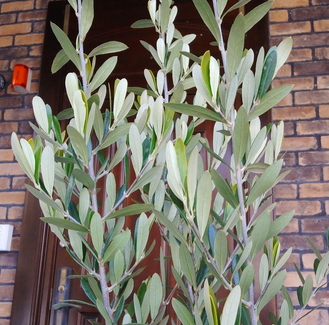 オリーブの木 シプレッシーノ 160cm❗ 整った樹形 綺麗な葉色 大型8号