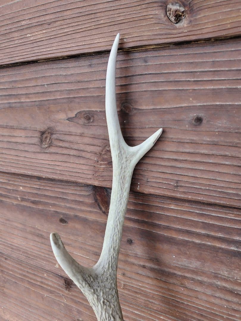 頭蓋骨付き鹿の角 No.7 日本鹿 角 壁掛け 匿名配送