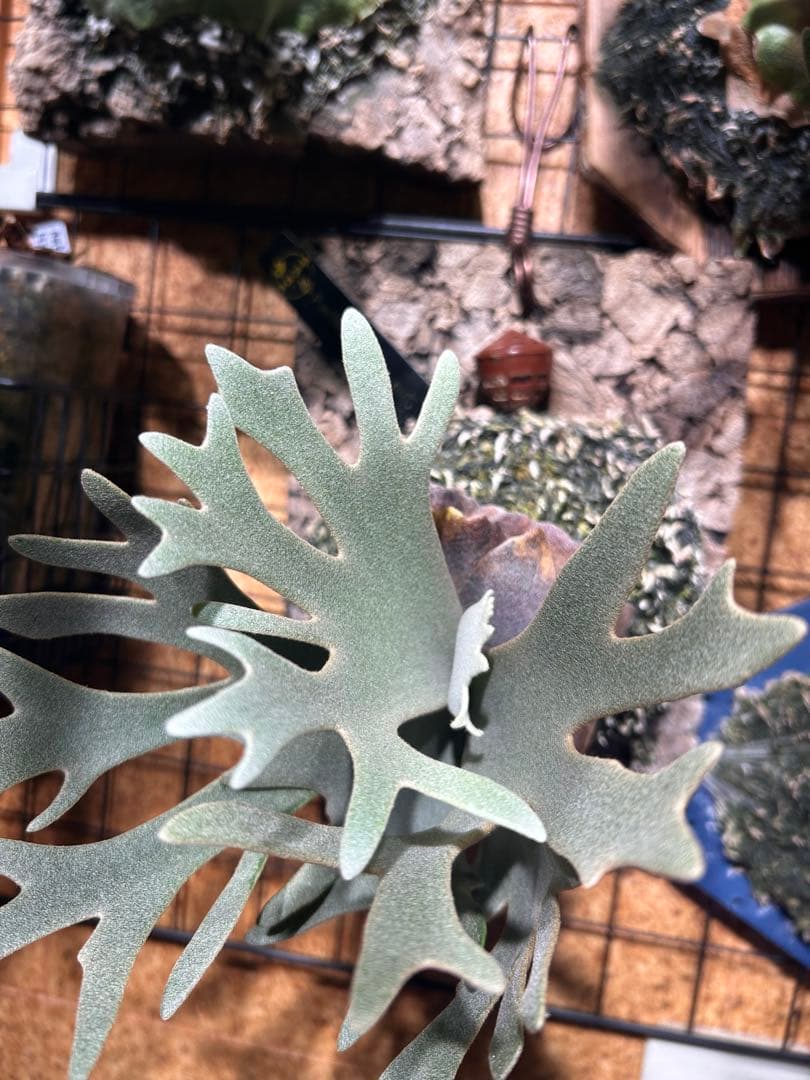 k*i様 ビカクシダ ウィリンキー ジェイドガール