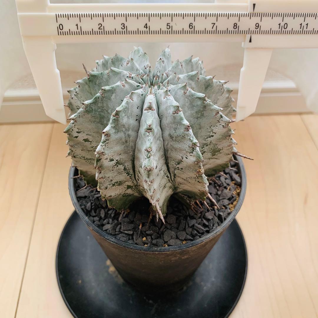 巨大株 胴太白衣ホリダ 8.5cm 3.5寸 ♯ 美形美白 ユーフォルビア