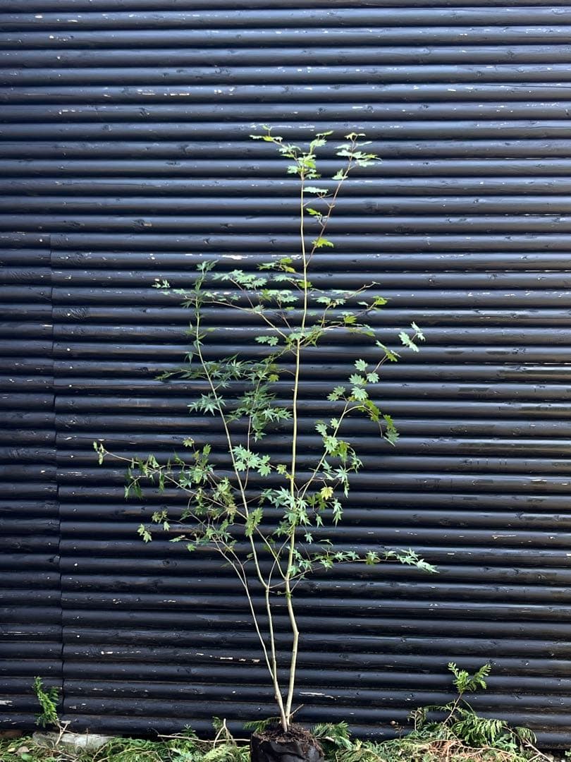 山採り天然　コハウチワカエデ　イロハモミジ　2種混合株