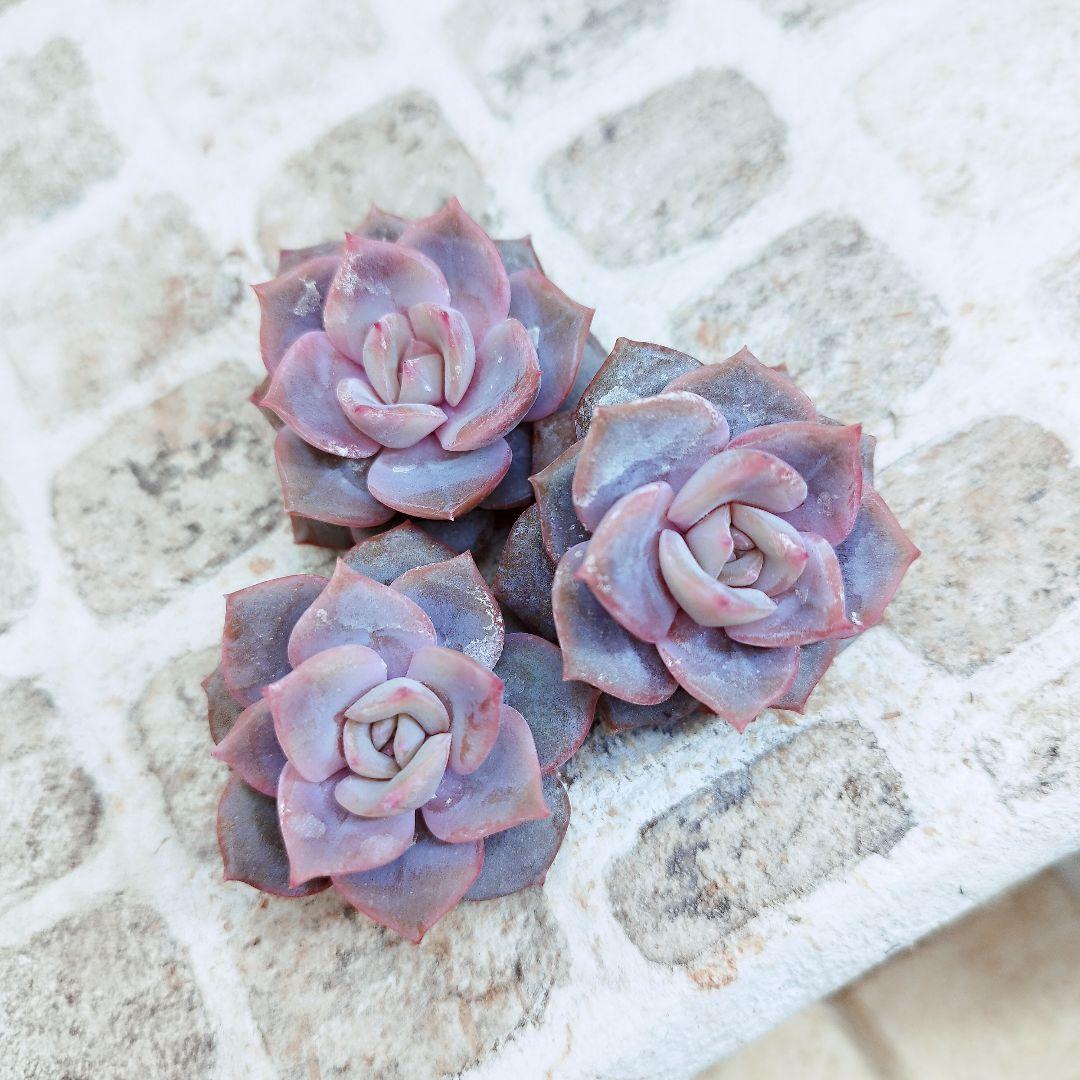 新品種◎リアナ◎多肉植物 カット苗 韓国苗 エケベリア等