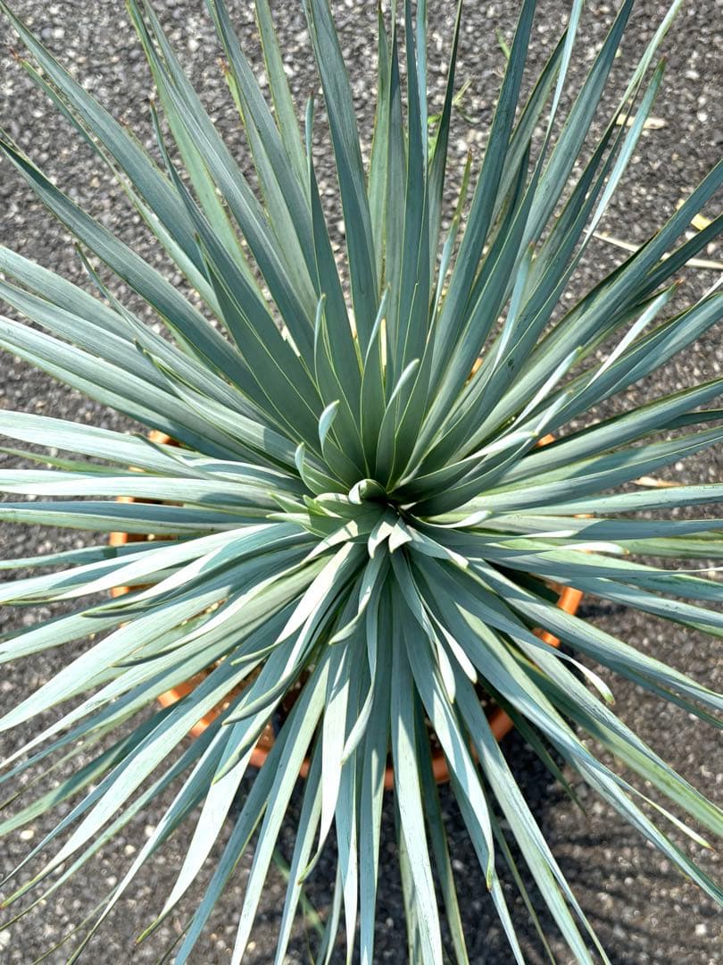 特選株　特選ブルー【ユッカ ロストラータ】リギダ トンプソニアーナ 好きに5