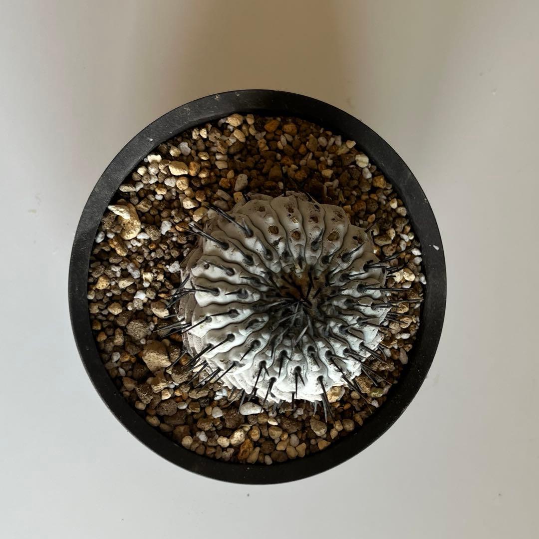 サボテン kota7ka