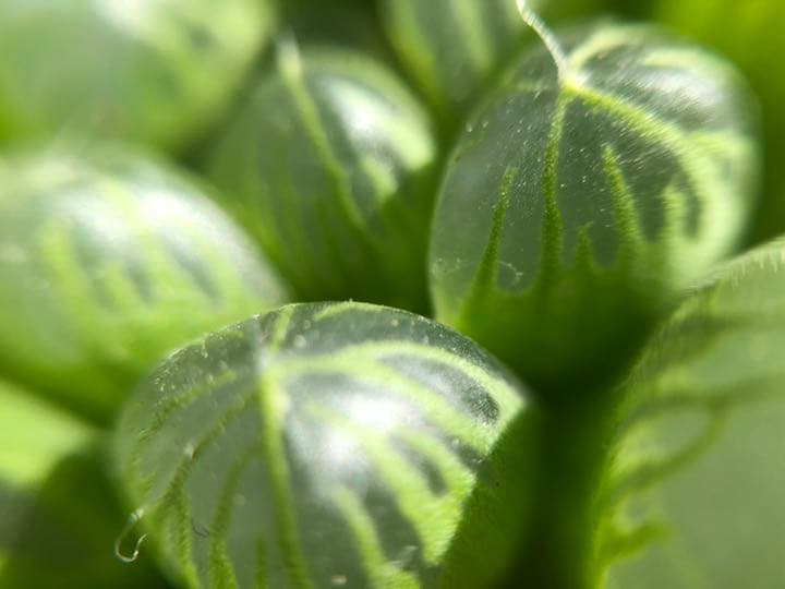 多肉植物　ハオルチア　オブツーサ