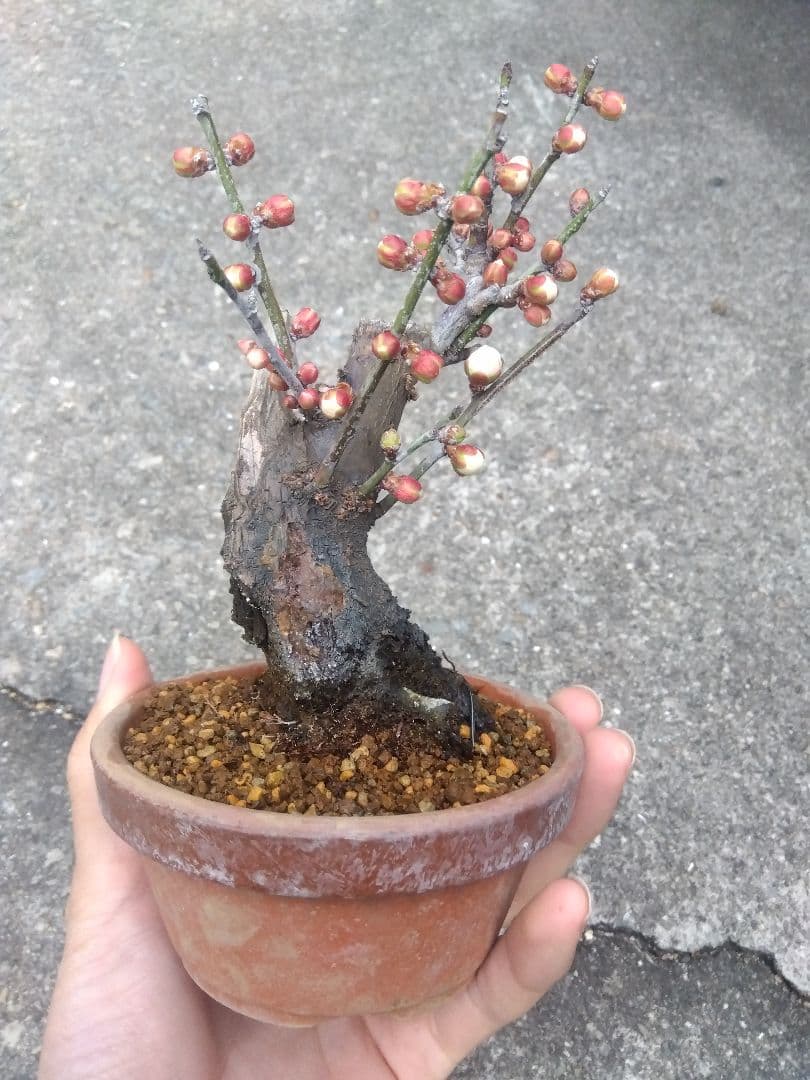 野梅　盆栽　3.5号陶器鉢つき　コンパクト造り込み個体❗　ひ