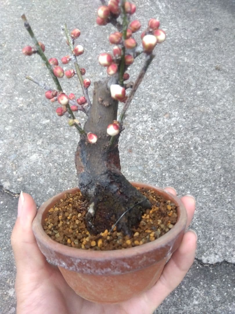 野梅　盆栽　3.5号陶器鉢つき　コンパクト造り込み個体❗　ひ