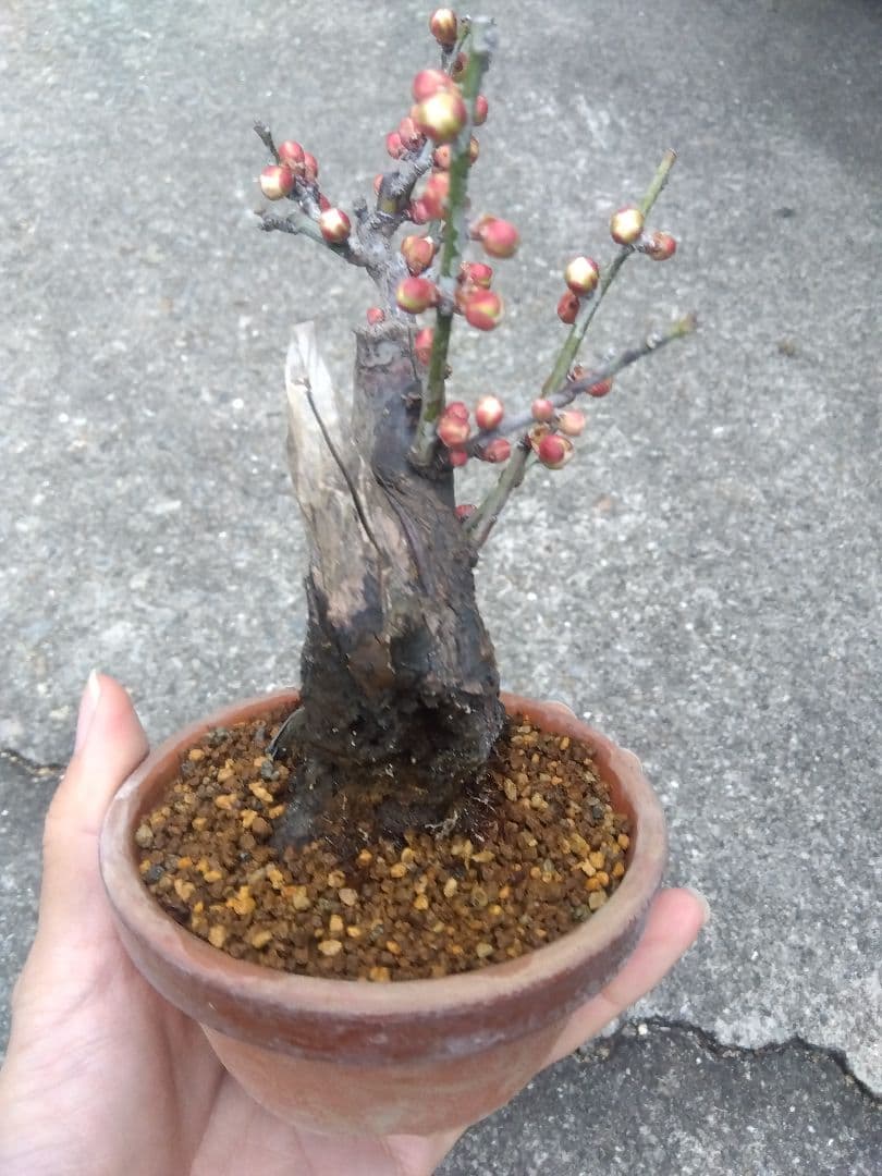 野梅　盆栽　3.5号陶器鉢つき　コンパクト造り込み個体❗　ひ