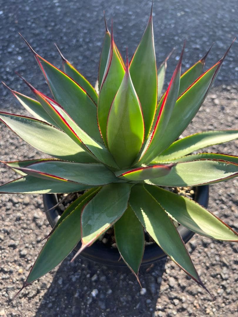 アガベ ブルーグロー（ブルーグロウ）