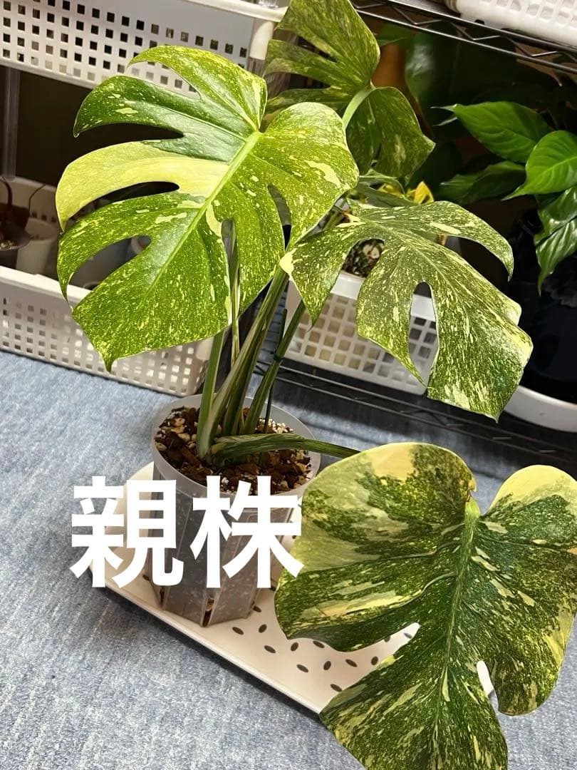 斑入りモンステラデリショーサレガシー