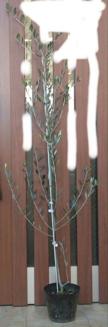 オリーブの木 パラゴン　大型