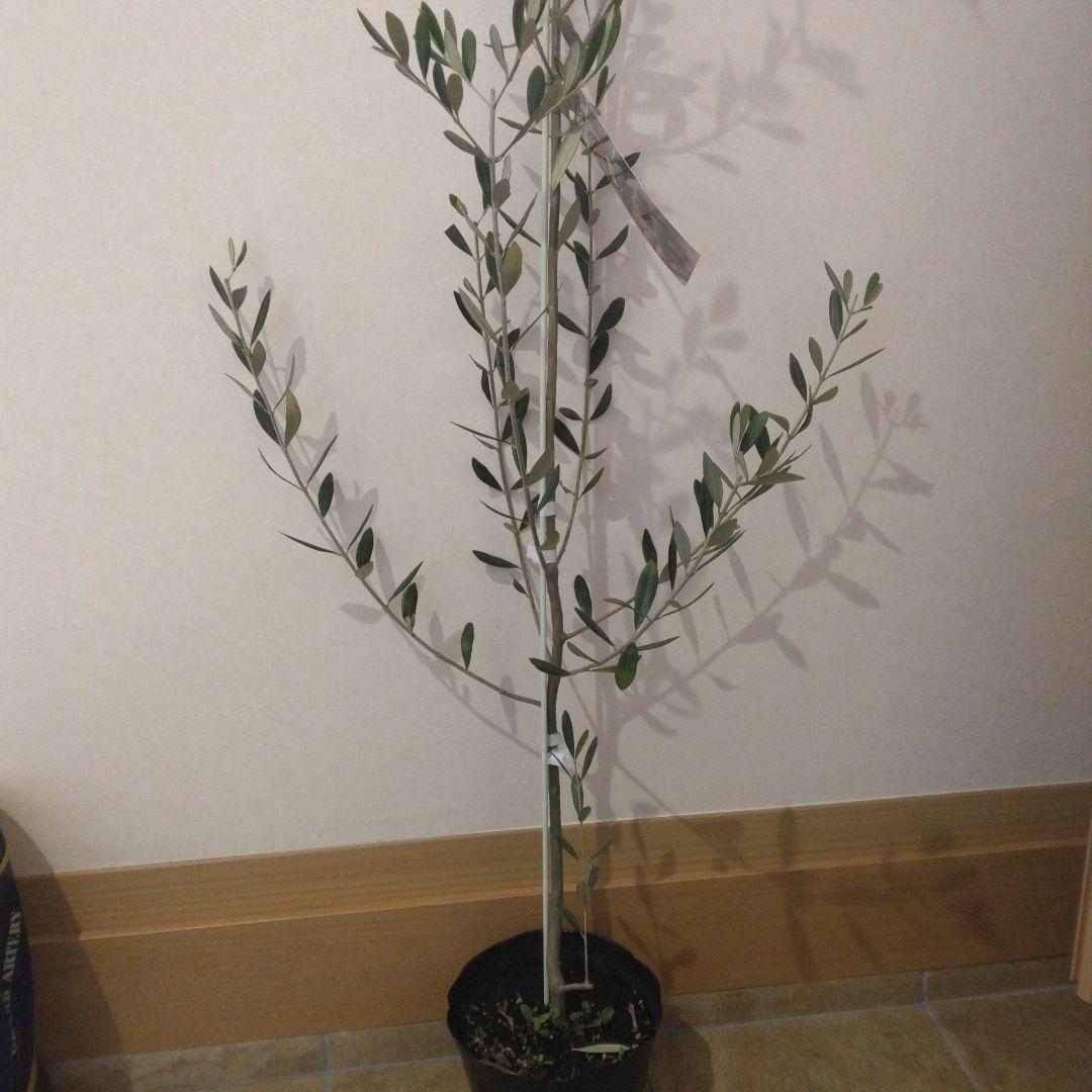 オリーブの木 パラゴン　大型