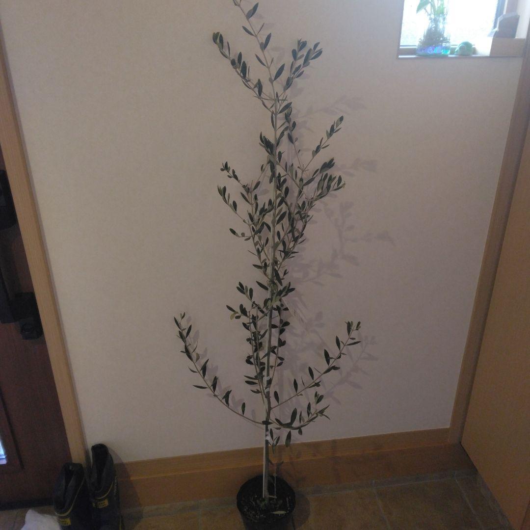 オリーブの木 パラゴン　大型