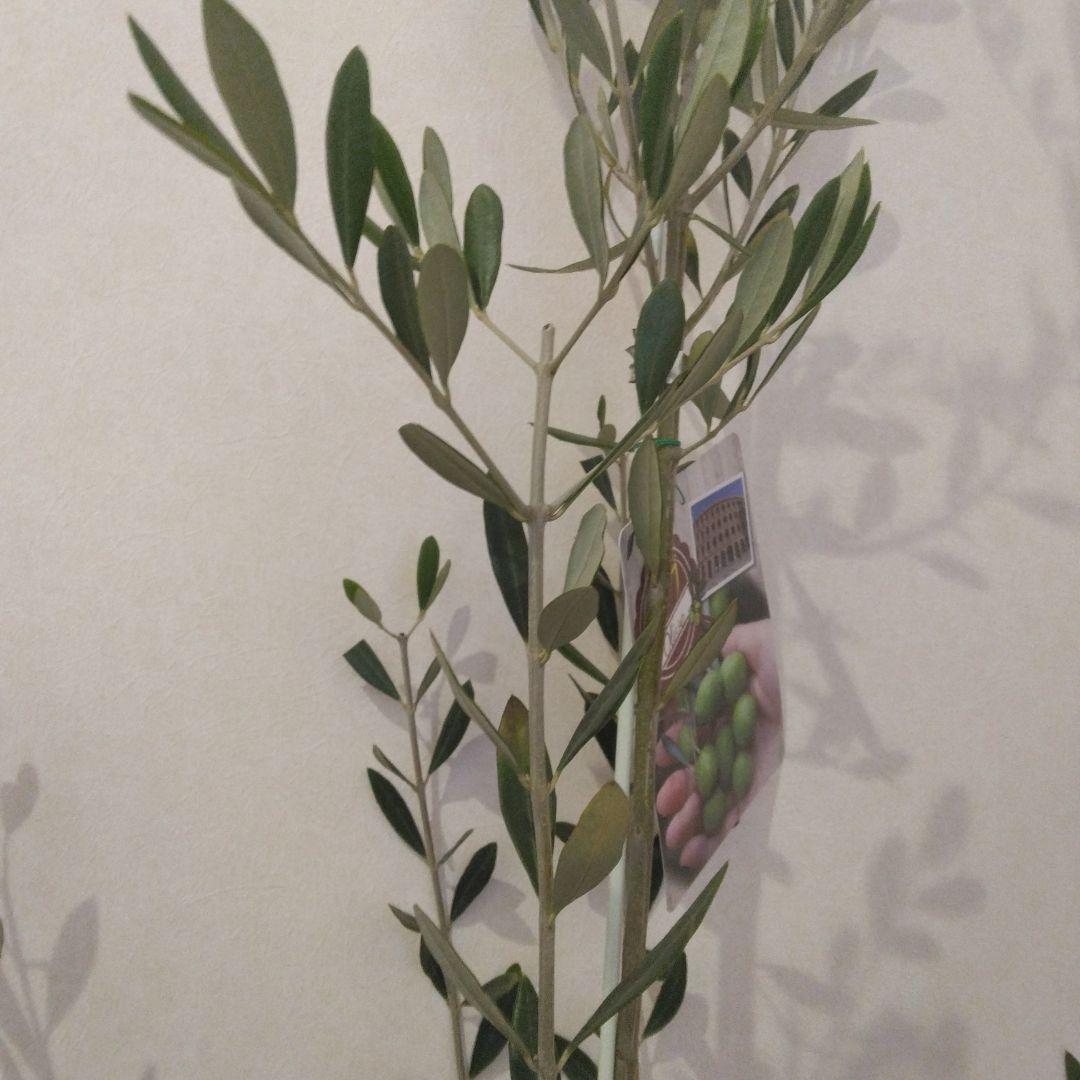 オリーブの木 パラゴン　大型