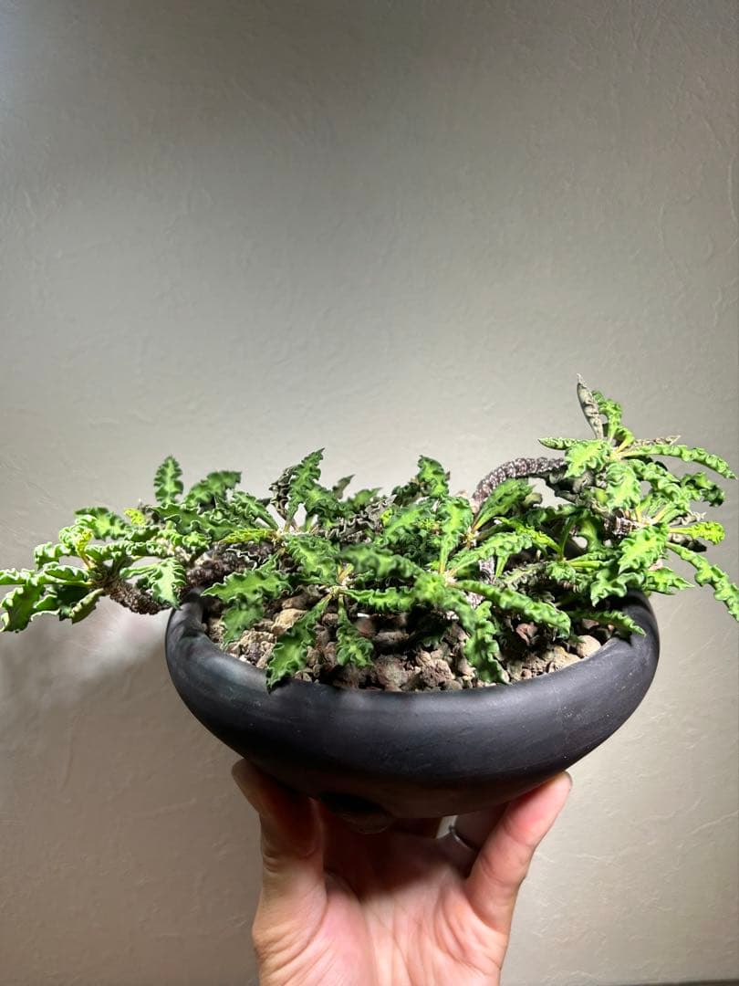 大株　現地球　ユーフォルビア　デカリー　スピロスティカ　作家陶器鉢のまま発送