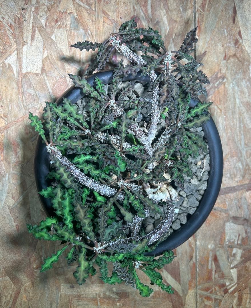 大株　現地球　ユーフォルビア　デカリー　スピロスティカ　作家陶器鉢のまま発送