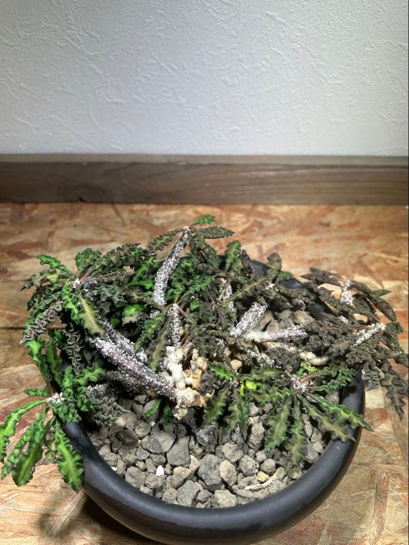 大株　現地球　ユーフォルビア　デカリー　スピロスティカ　作家陶器鉢のまま発送