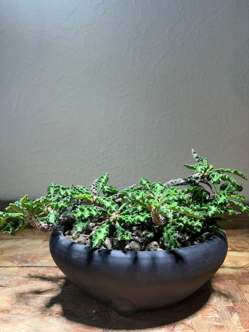 大株　現地球　ユーフォルビア　デカリー　スピロスティカ　作家陶器鉢のまま発送