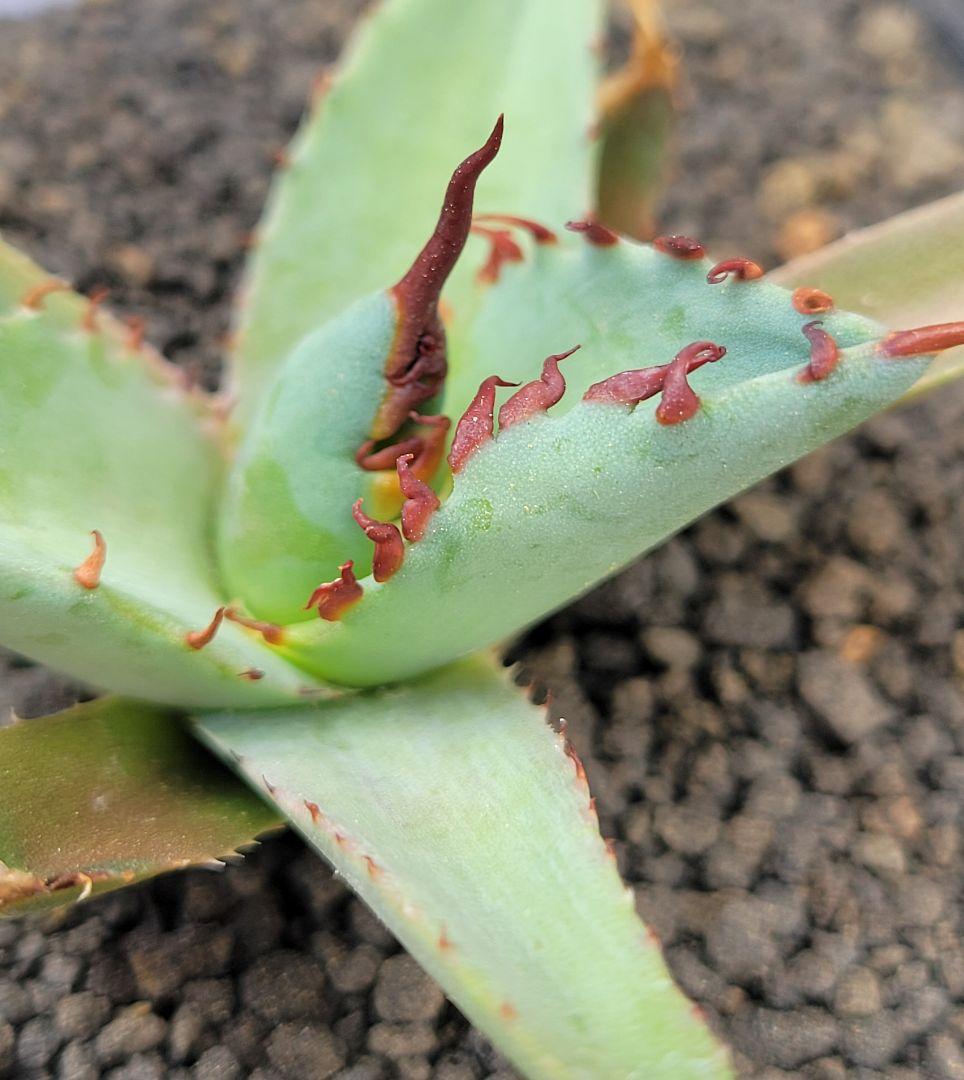 アガベ　エボリスピナ×BB（ブラック＆ブルー）ハイブリッド