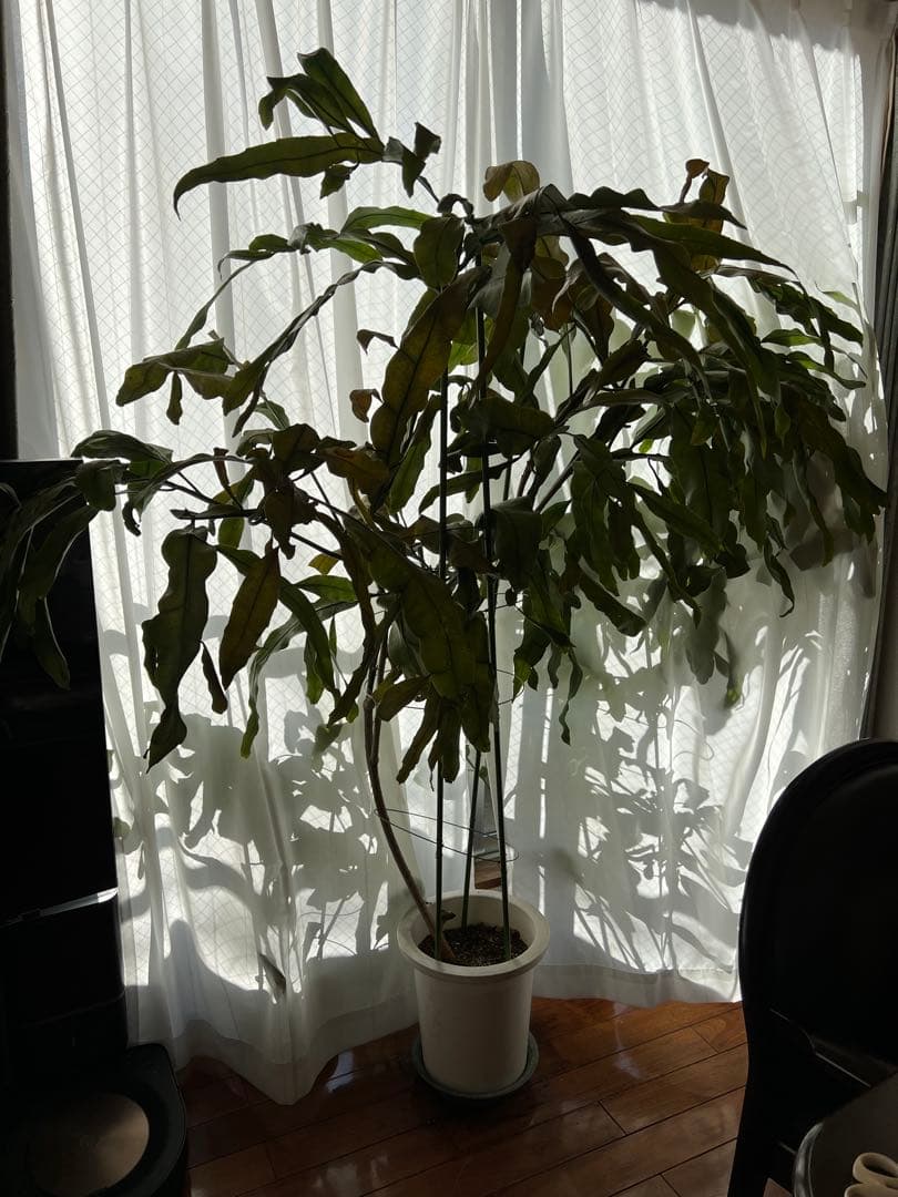 【超大株】月下美人：親株