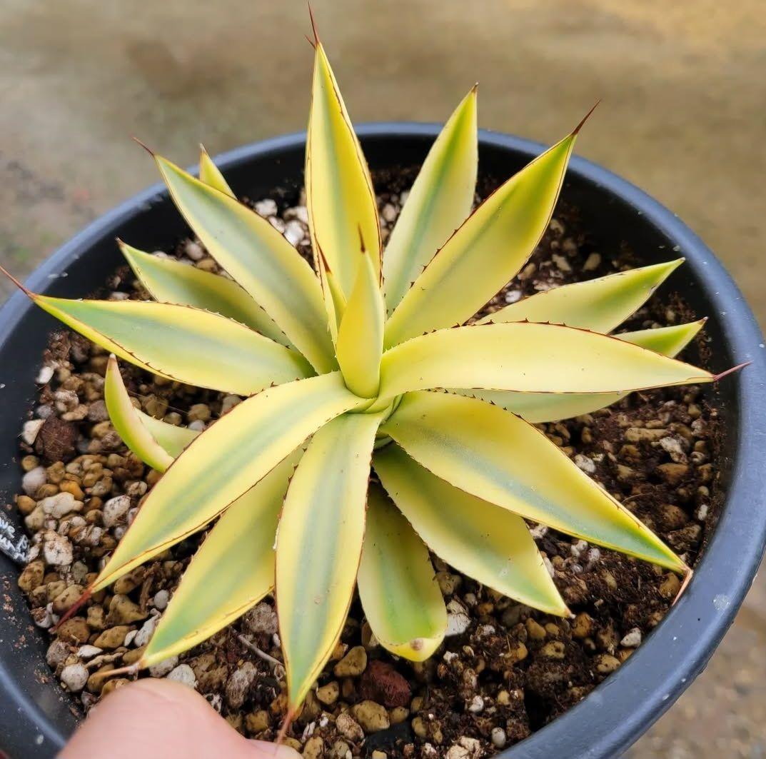 アガベ バーントバーガンディ　希少な糊斑タイプ