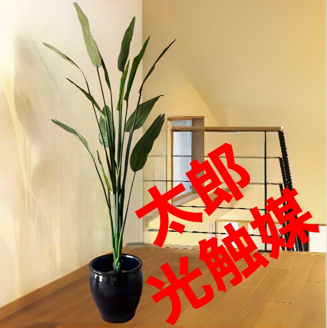 光触媒　人工観葉植物　オーガスタ　フェイクグリーン　ストレッチア155aj