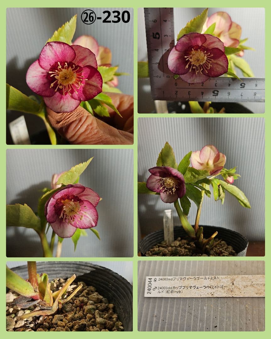 96猫様ご購入苗㉖-221㉖-230㉖-232クリスマスローズ