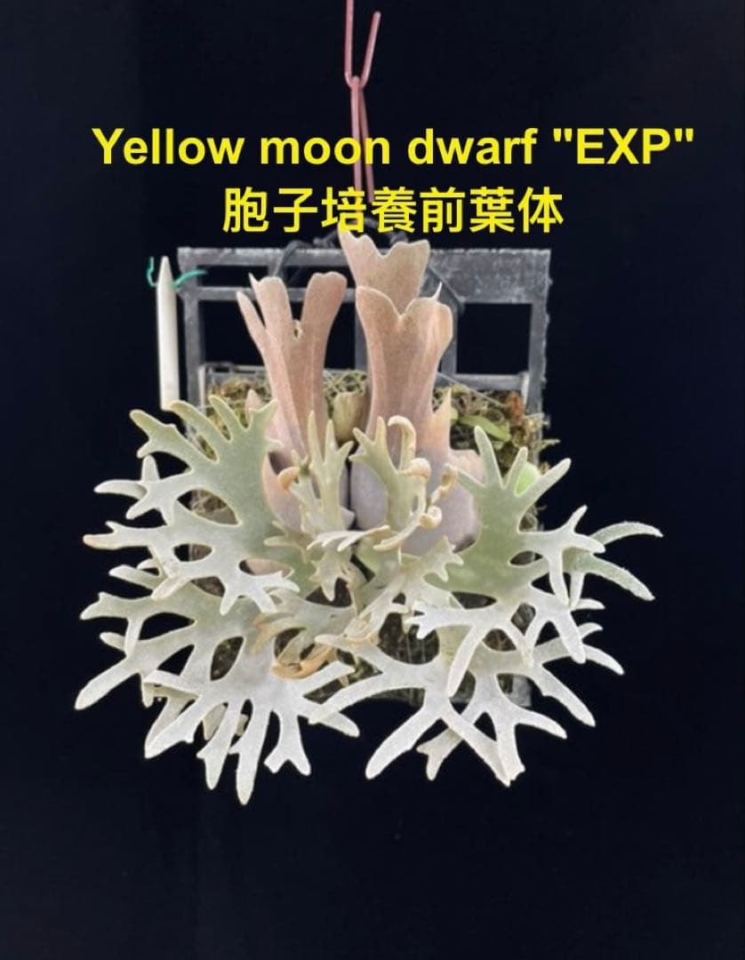 ビカクシダ　Yellow moon dwarf \