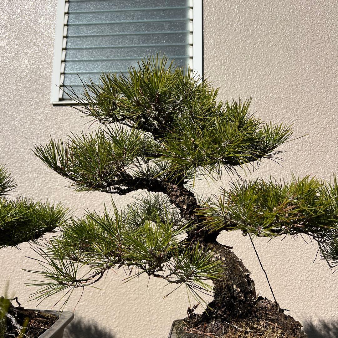 盆栽　黒松　コケ順良い‼️