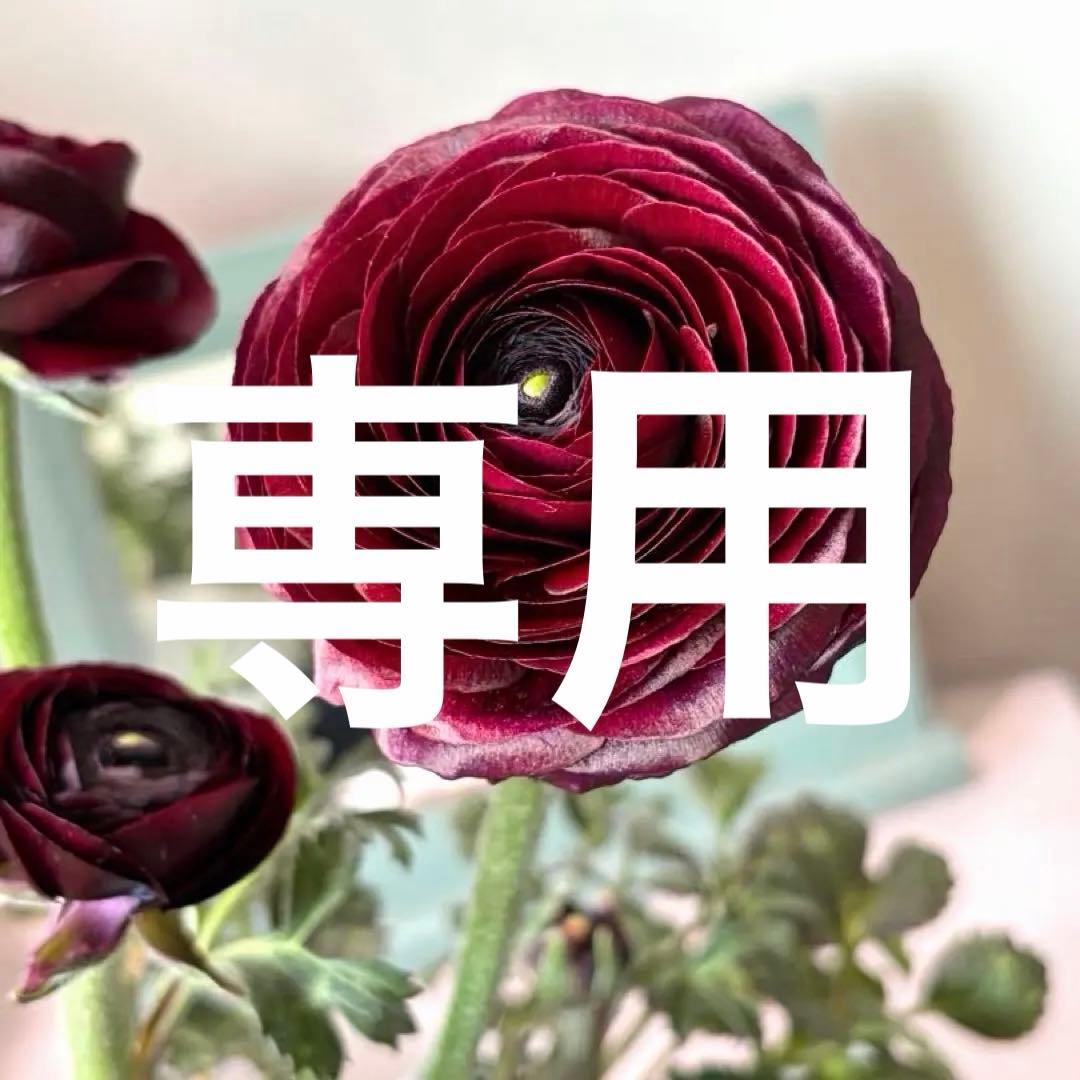 【レア】斑入り　ラナンキュラス　ダークワインレッド　ポット苗《2/14》