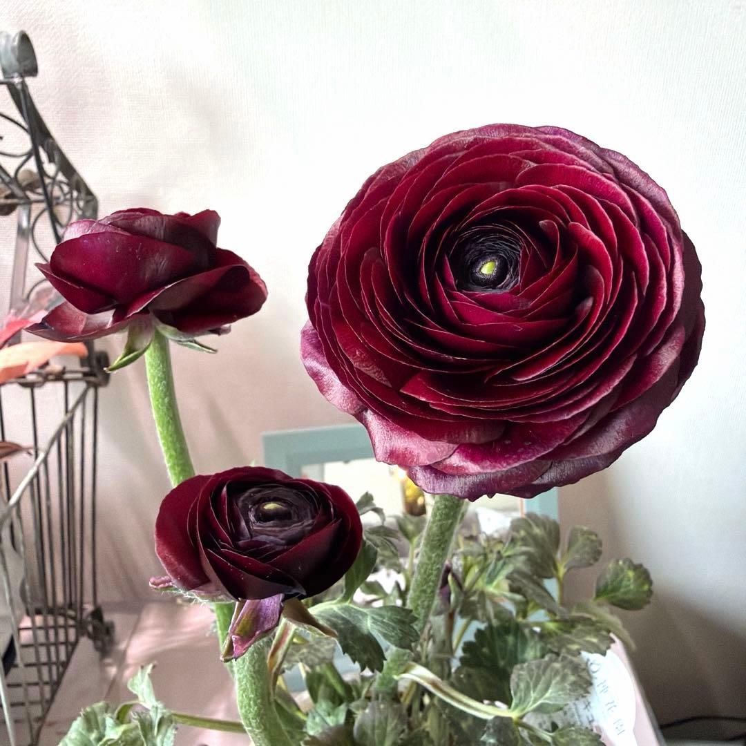 【レア】斑入り　ラナンキュラス　ダークワインレッド　ポット苗《2/14》