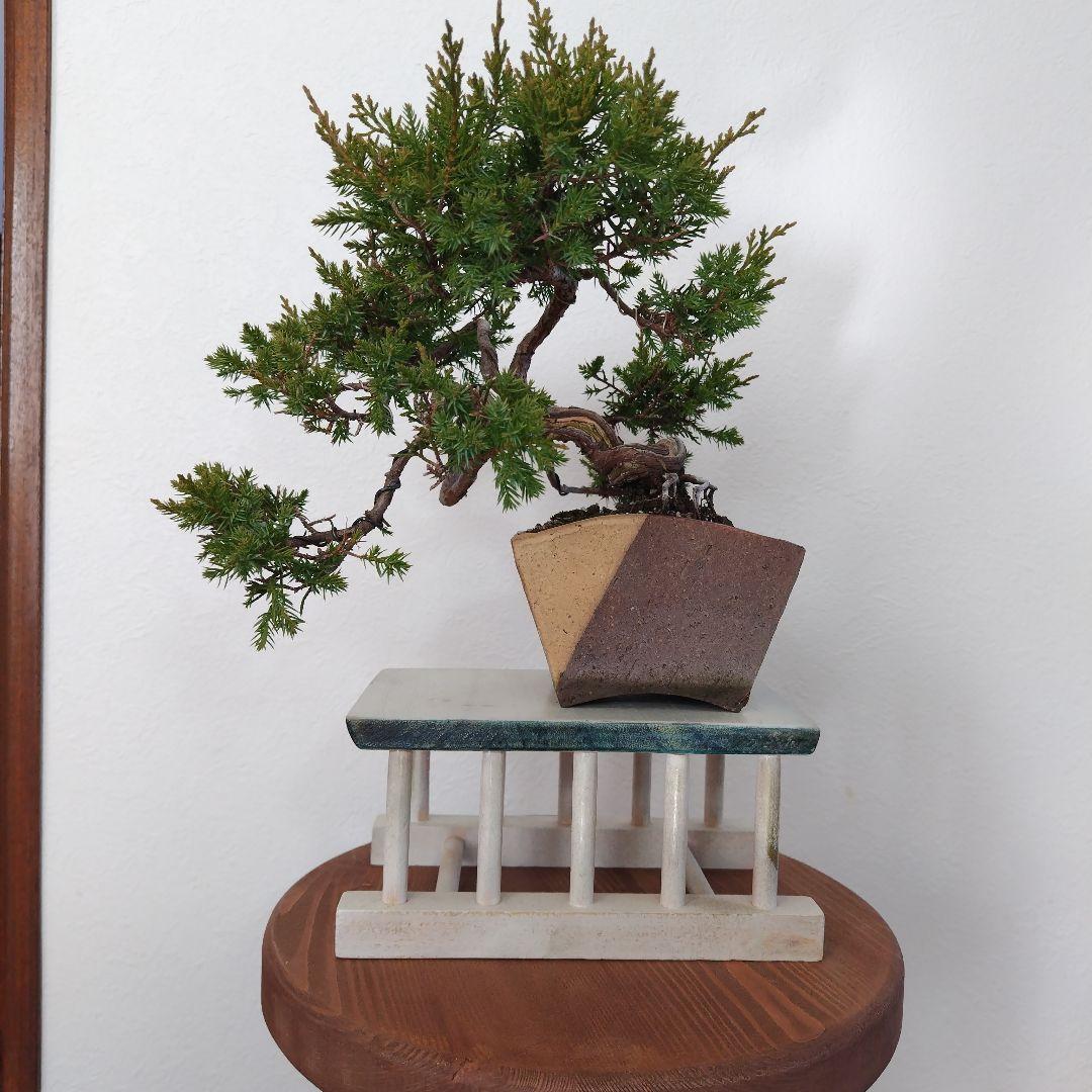 糸魚川真柏Ｈ（シャリ） 変わり鉢