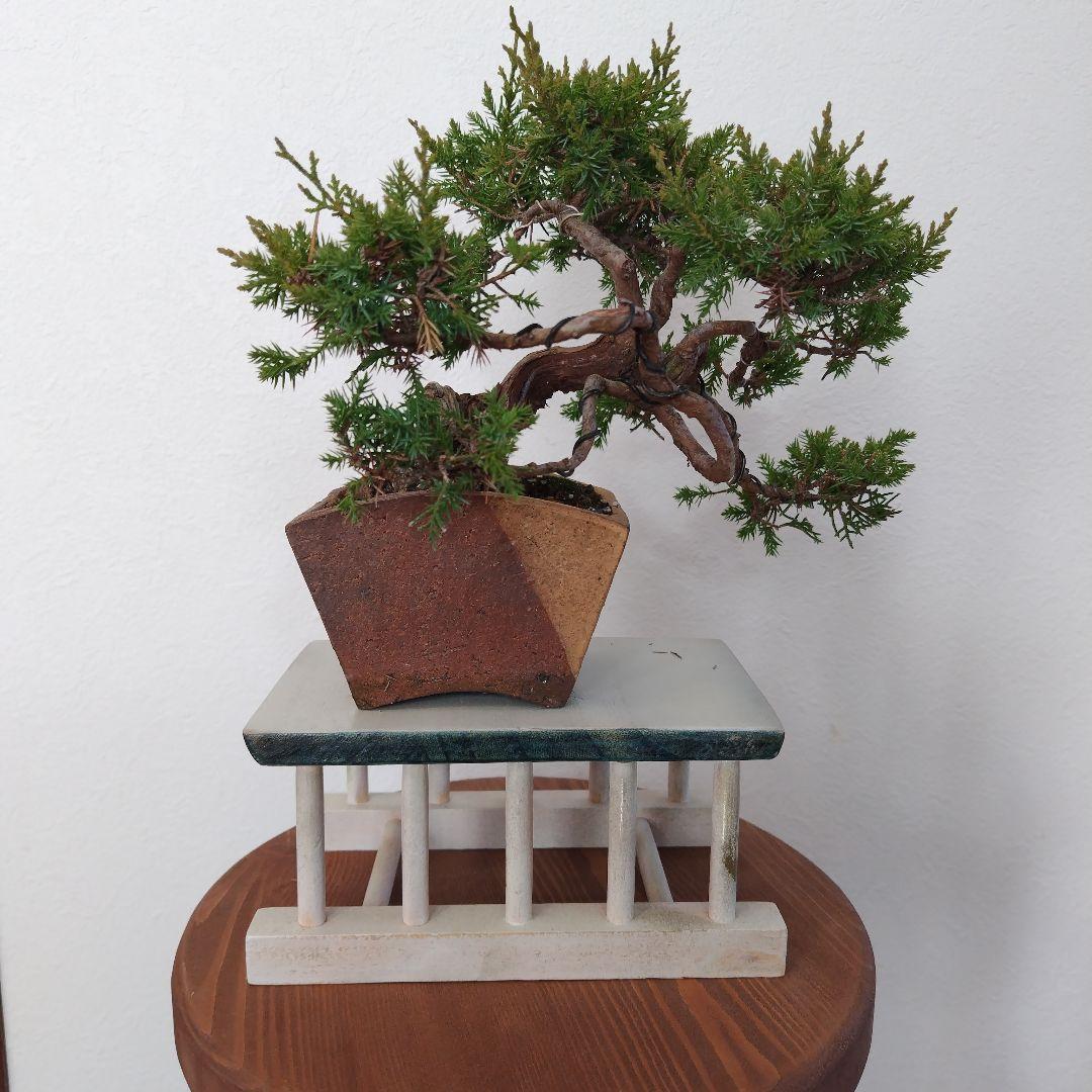 糸魚川真柏Ｈ（シャリ） 変わり鉢