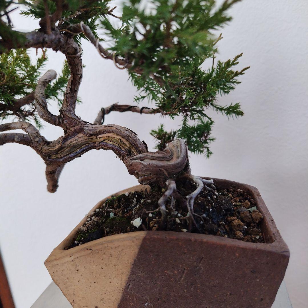 糸魚川真柏Ｈ（シャリ） 変わり鉢