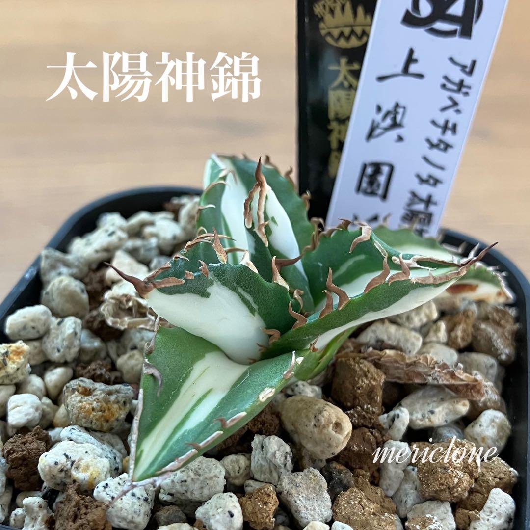 速達【鉢ごと発送】①発根済み　アガべ　チタノタ　太陽神錦　白中斑　TC 永久錦