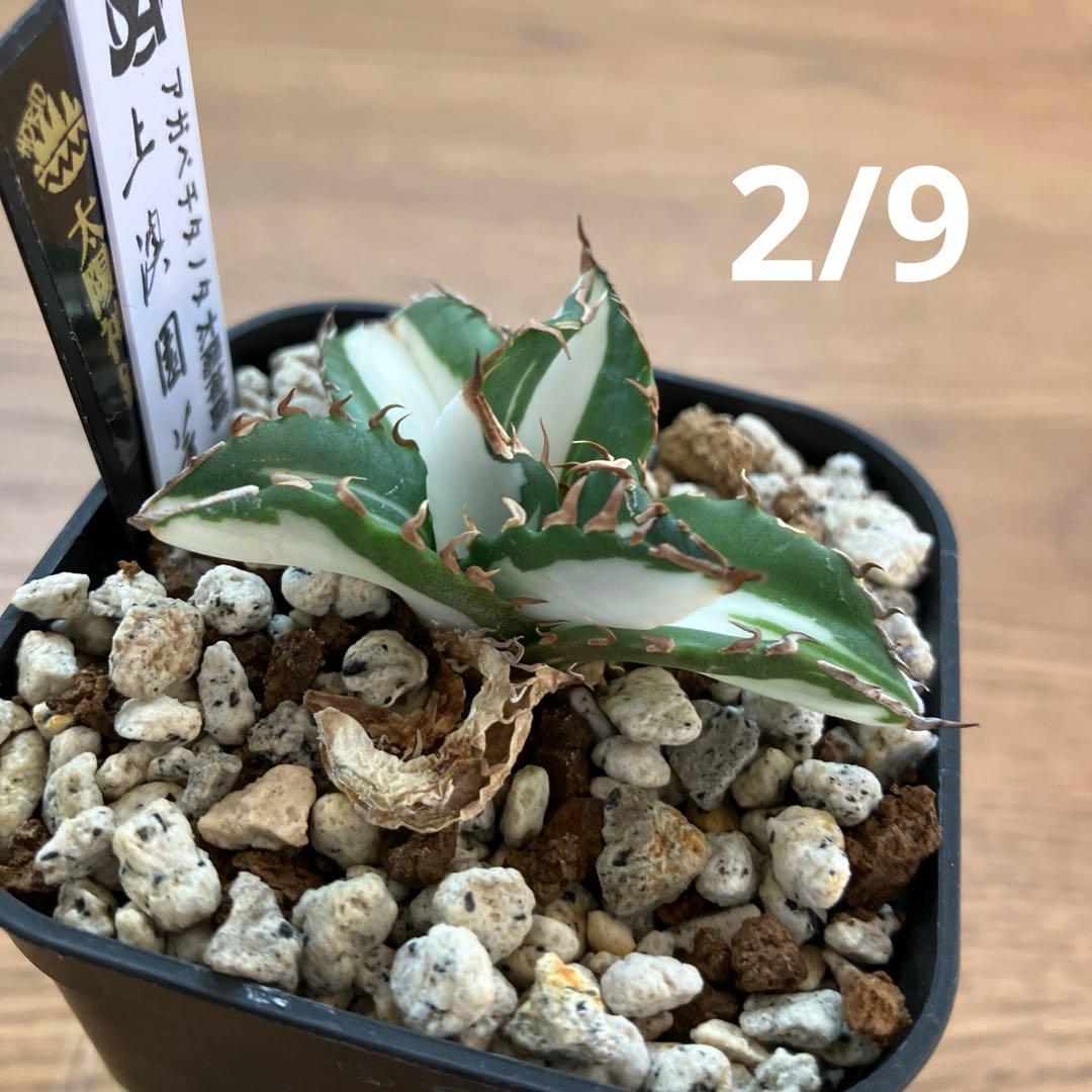 速達【鉢ごと発送】①発根済み　アガべ　チタノタ　太陽神錦　白中斑　TC 永久錦