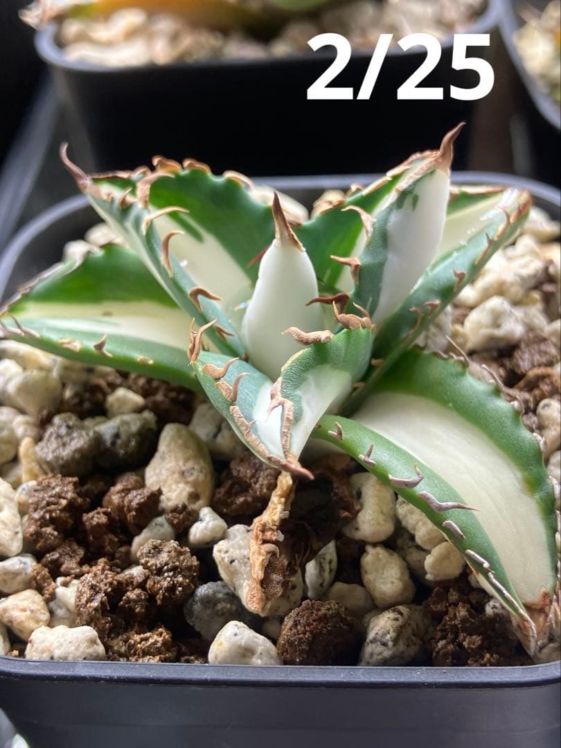 速達【鉢ごと発送】①発根済み　アガべ　チタノタ　太陽神錦　白中斑　TC 永久錦