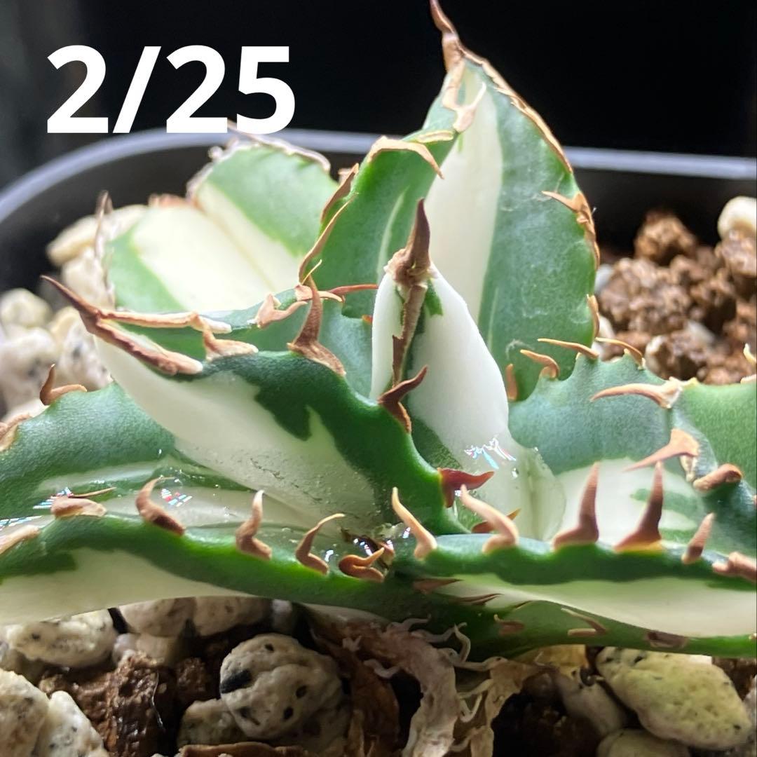 速達【鉢ごと発送】①発根済み　アガべ　チタノタ　太陽神錦　白中斑　TC 永久錦