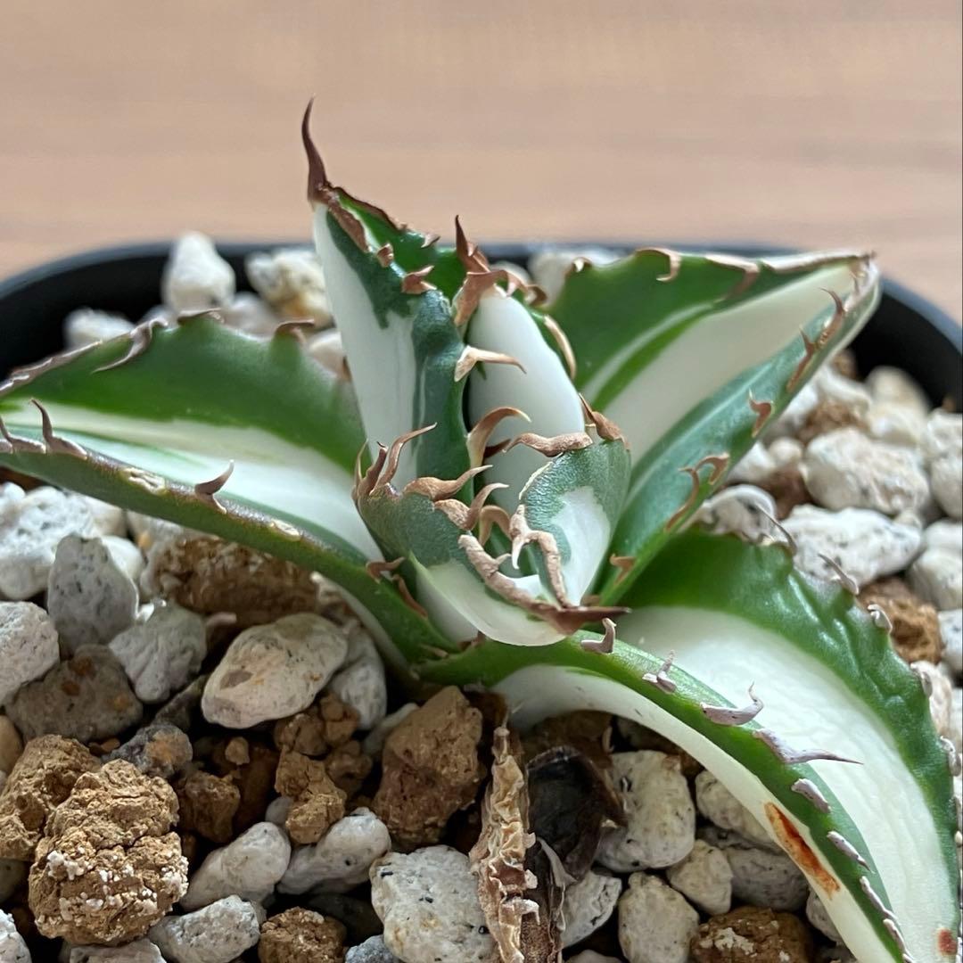 速達【鉢ごと発送】①発根済み　アガべ　チタノタ　太陽神錦　白中斑　TC 永久錦