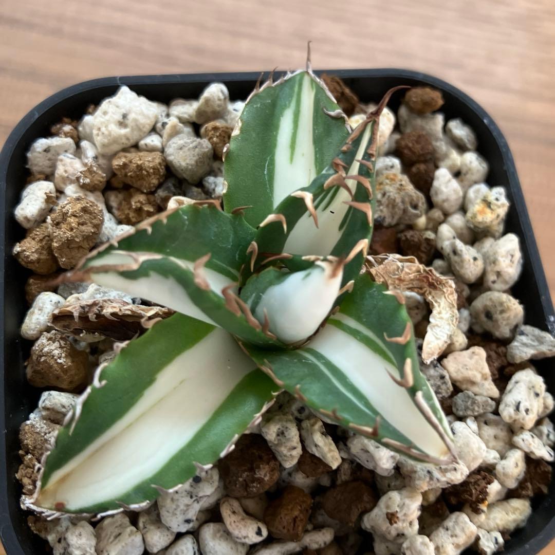 速達【鉢ごと発送】①発根済み　アガべ　チタノタ　太陽神錦　白中斑　TC 永久錦